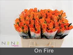 Rosa On Fire 50cm