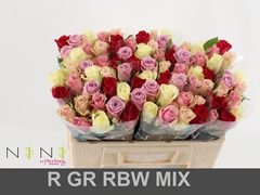Rosa Mixed 50cm