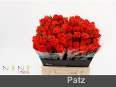 Rosa Patz 40cm