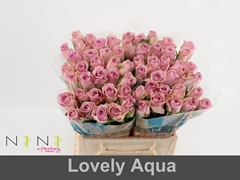 Rosa Lovely Aqua! 40cm