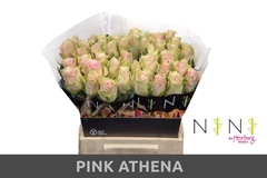 Rosa Pink Athena 40cm