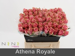 Rosa Athena Royale 40cm