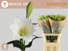 Lily Lf Watch Up 95cm 2+