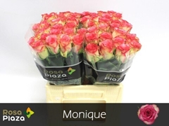 Rosa Monique 40cm
