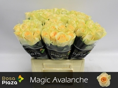 Rosa Magic Avalanche+ 40cm