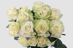 Rosa Mondial 80cm