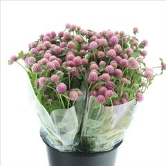 Gomphrena Globosa Mix 50cm