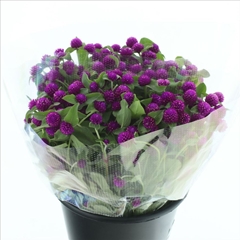 Gomph Purple Spray Per Bunch 50cm