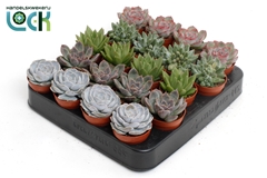 Echeveria 5Ø 10cm