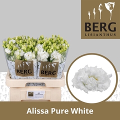 Eustoma Double Alissa Pure White 70cm