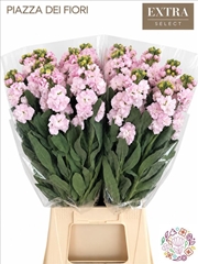 Matthiola Iron Rose 65cm