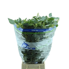 Eucalyptus Populus With Berry 60cm 300gr.