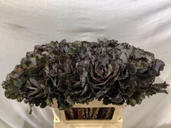 Brassica Black Leaf 70cm