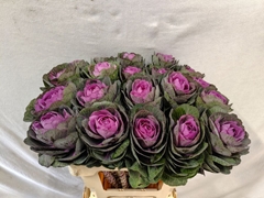 Brassica Condor Red 60cm