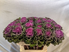 Brassica Crane Ruffle Red 70cm