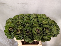 Brassica Red Crane 70cm