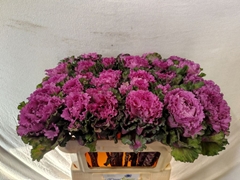 Brassica First Lady 70cm