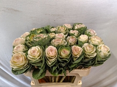 Brassica White Crane 70cm