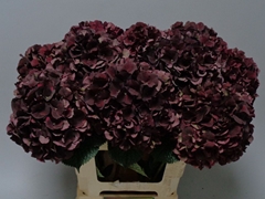 Hydrangea Dark Ruby Classic 60cm 15-17cm Hd