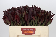 Leucadendron Safari Sunset 50cm