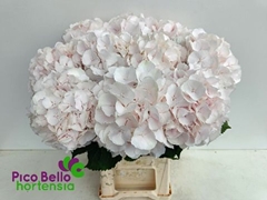 Hydrangea Sweet Verena 60cm 16-18cm Hd