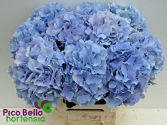 Hydrangea Verena Blue 60cm 17-19cm Hd