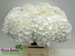 Hydrangea White Verena 60cm 16-18cm Hd