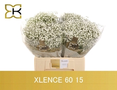 Gypsophila Paniculata Xlence 60cm 15gr.