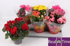 Begonia Double Mix 13Ø 30cm