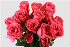 Rosa Pink Floyd! 50cm