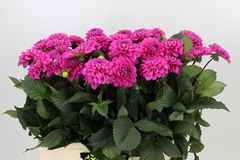 Dahlia Happy Hour 60cm