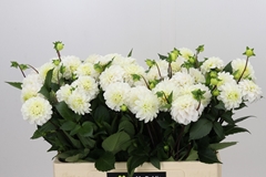 Dahlia White Isa 55cm