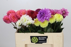 Dahlia Mix 50cm