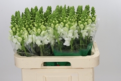 Antirrhinum Avignon White Imp 65cm