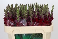 Antirrhinum Maryland Red 70cm