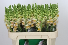 Antirrhinum Costa Apricot 75cm