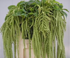 Amaranthus Caudatus Viridis 90cm