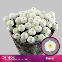 Chrysanth Spray Newton 70cm 80gr.