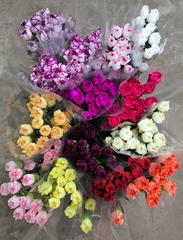 Dianthus Single Mix 55cm