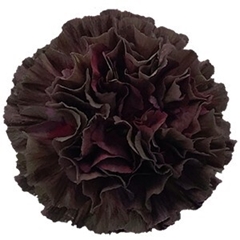 Dianthus Single Copper Extasis 70cm