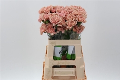 Dianthus Single Caramel 60cm