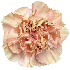 Dianthus Single Terra 65cm