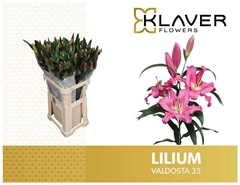 Lily Oriental Valdosta 90cm 3+