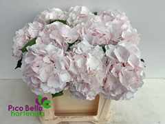 Hydrangea Sweet Verena 50cm 14-16cm Hd