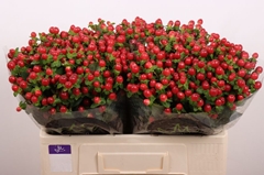 Hypericum Tomato Flair 50cm