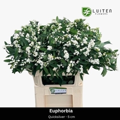 Euphorbia Fulgens Spray Quicksilver 70cm 5cm Hd