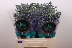 Delphinium Double Guardian Blue 60cm
