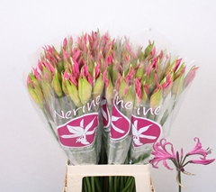 Nerine Ras Van Roon 65cm
