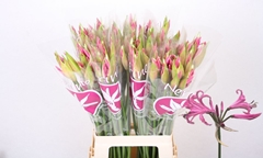 Nerine Ras Van Roon 70cm