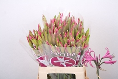 Nerine Ras Van Roon 60cm